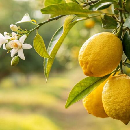 Lemons (500 g)