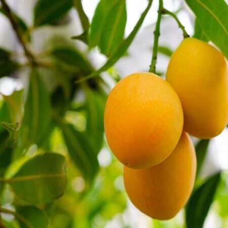 Mangoes (2 pack)