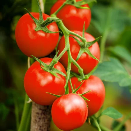 Tomatoes, Vine (1 kg)